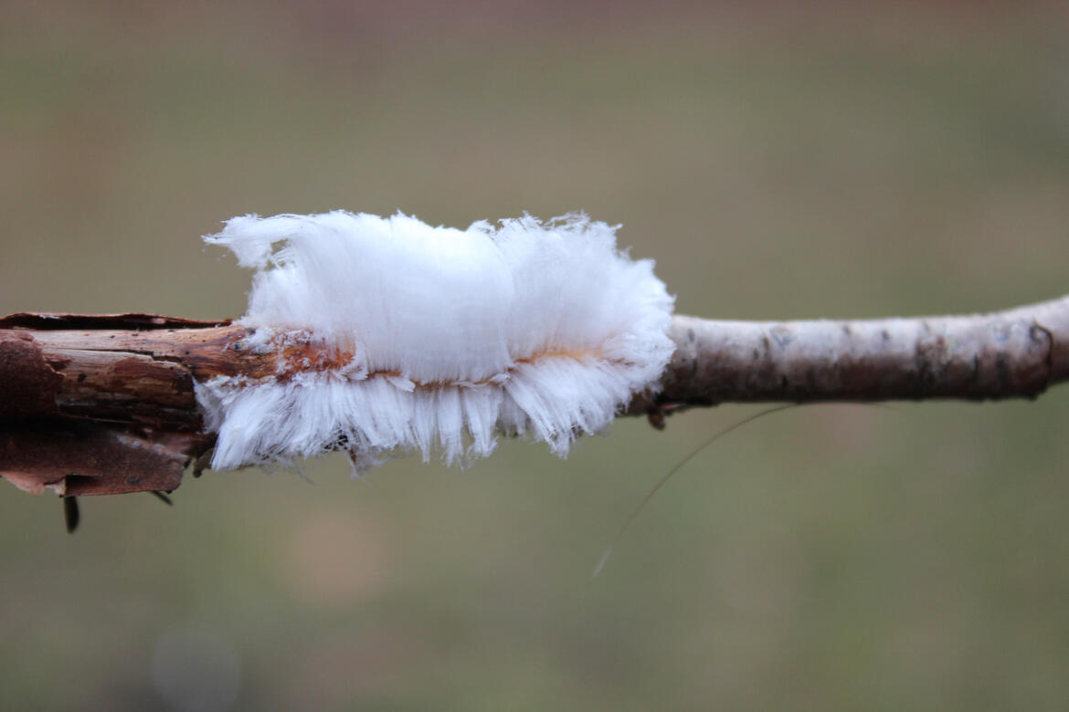 Hair ice on a birch twig. Photo by Bill English.