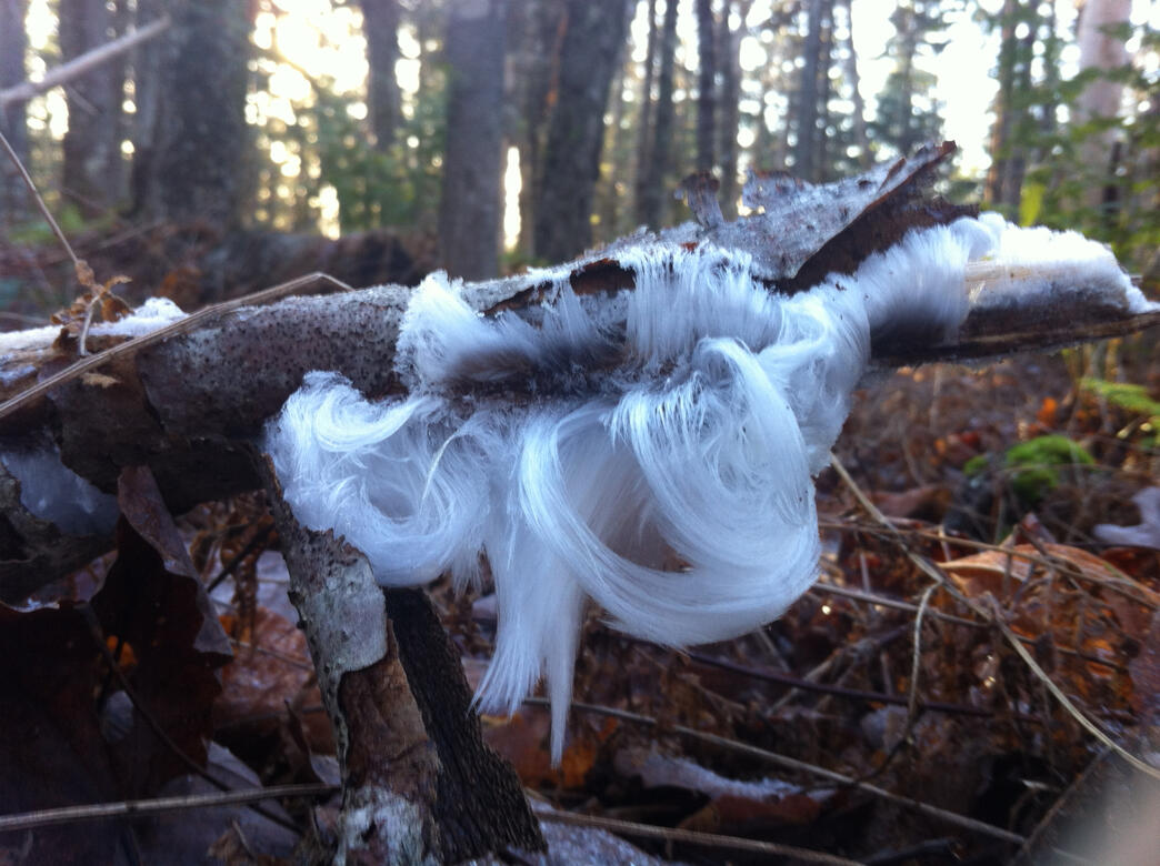 The amazing phenomenon of "hair ice". Photo by Bill English.
