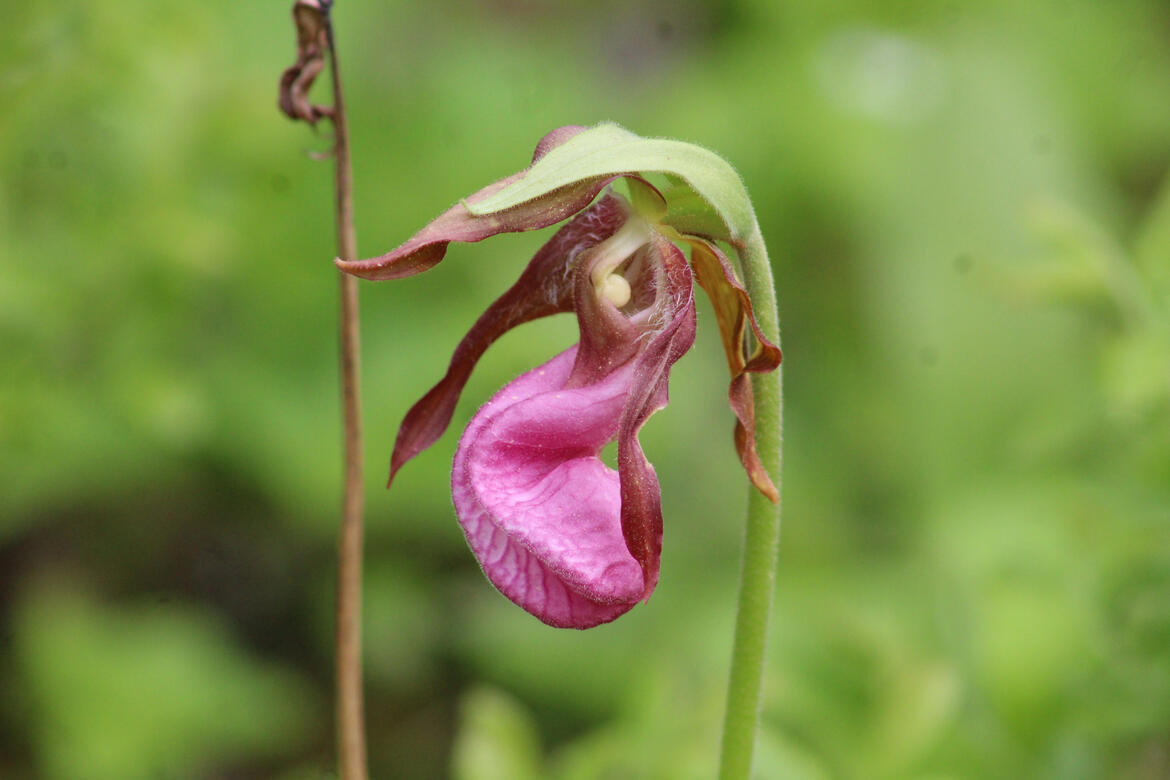 Pink Ladyslipper by Jules Cameron