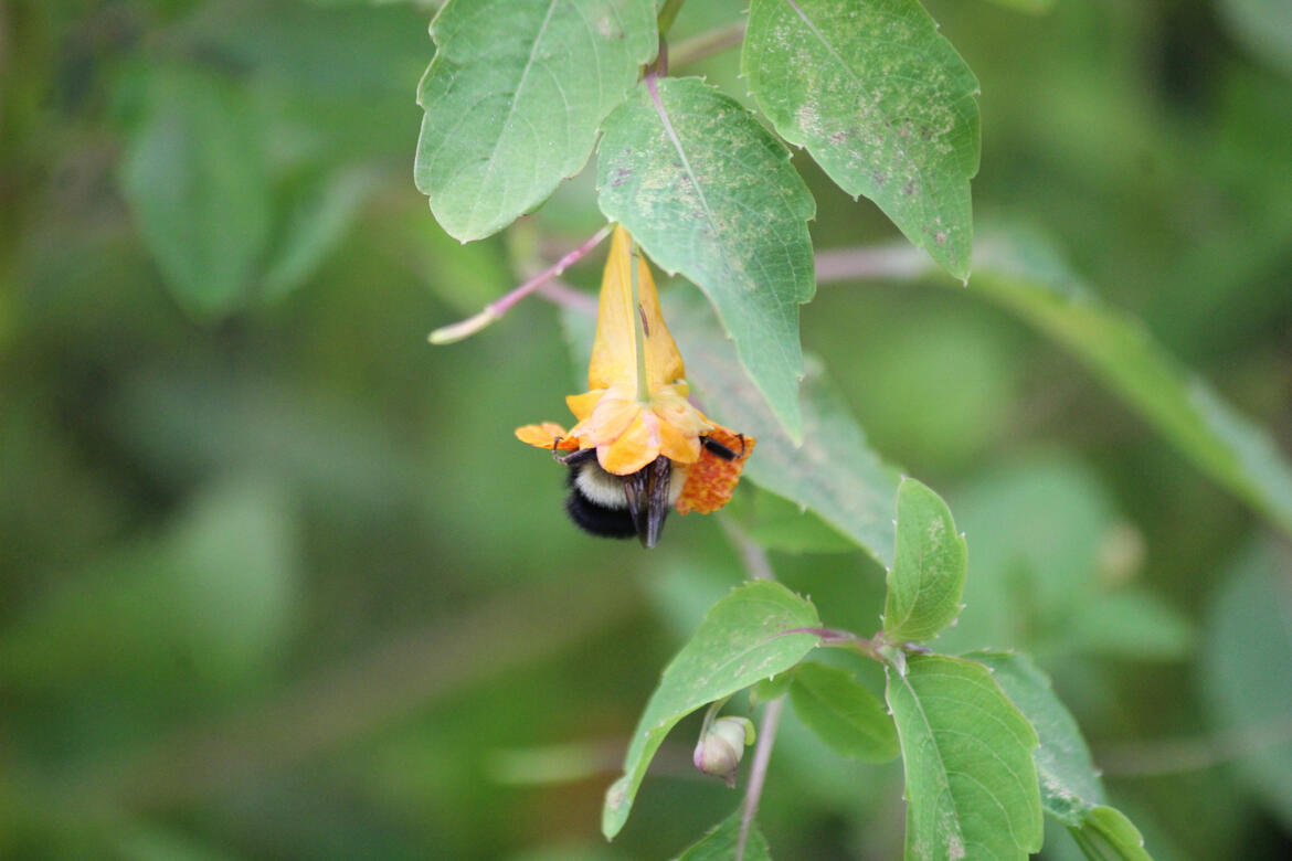 Half-black Bumblebee having a snack in a Spotted Jewelweed bloom. Photo by Jules Cameron
