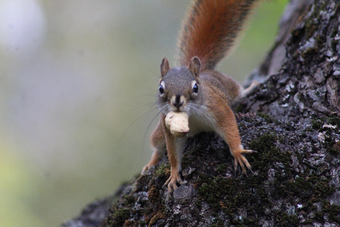 American Red Squirrel sneaking a cheeky peanut. Photo by Jules Cameron.