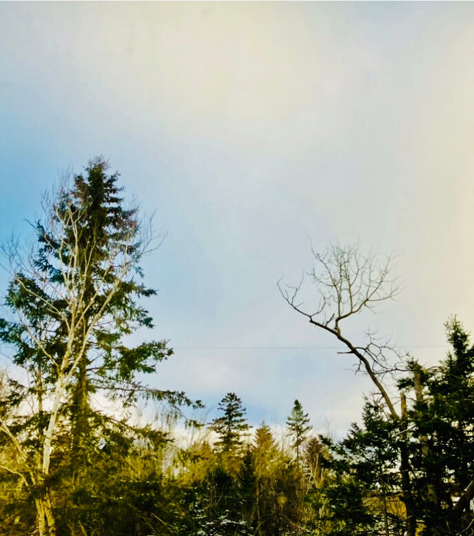 3 photos from member Angela MacNeil: "I can share this photo that I took today when I was enjoying the winter day. I love the taller spruce trees, although many were cut in my area so it’s a bit sad to see a spruce tree of so many years no longer there."