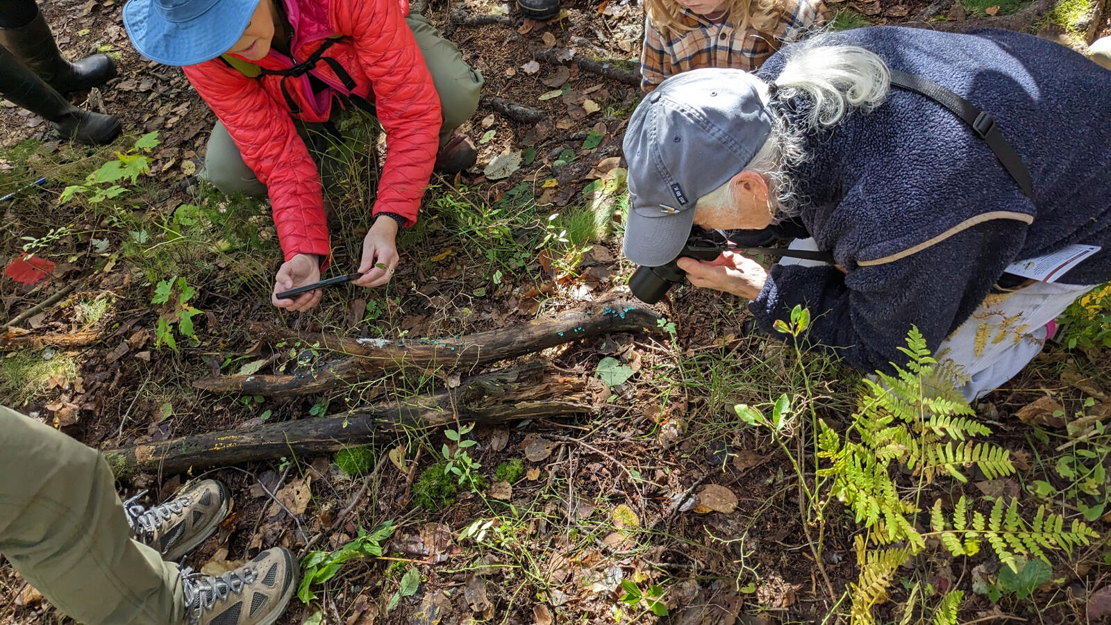 Observing some green elf cups and slime mold in the Pottle Lake watershed