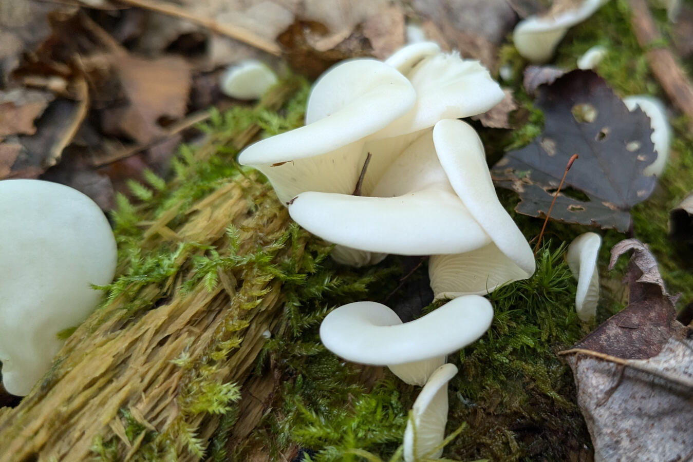 The fungus was photogenic and prolific, and the weather was fine!